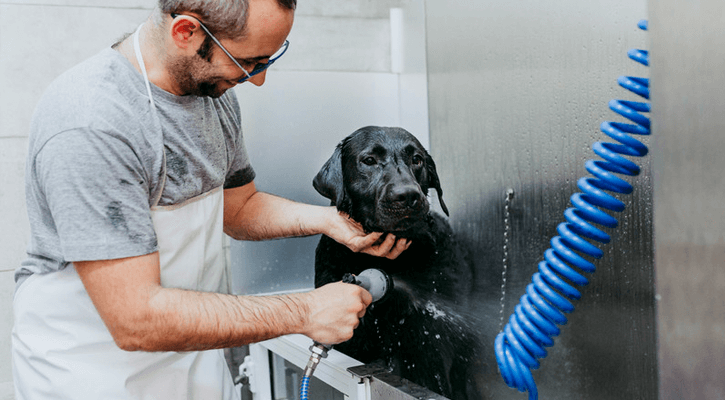 Dog Being Bathed By Owner